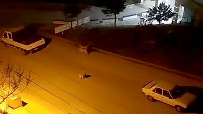 Elazığ'da başıboş köpek saldırısı