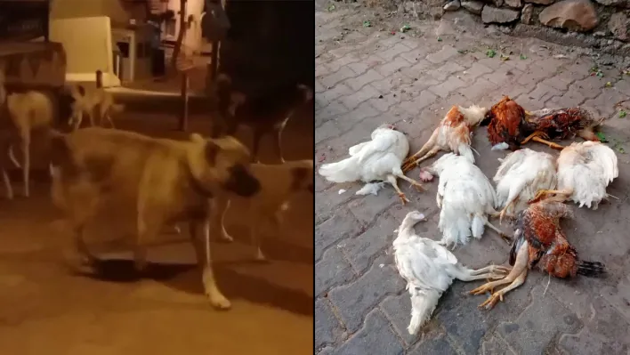 Başıboş köpekler tavukları telef etti