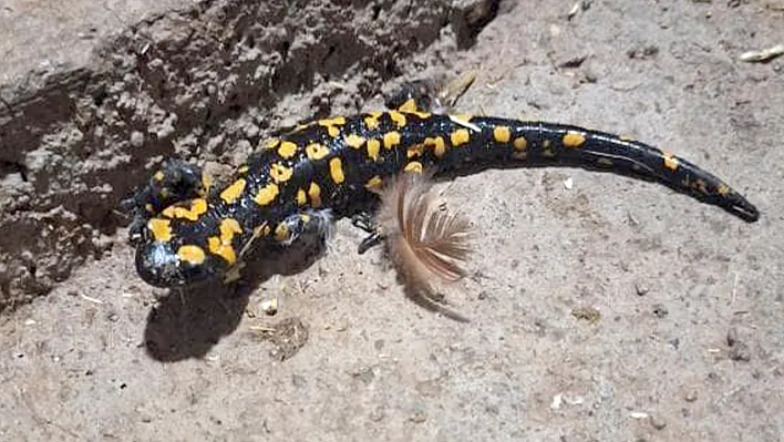 Elazığ'da benekli semender görüldü