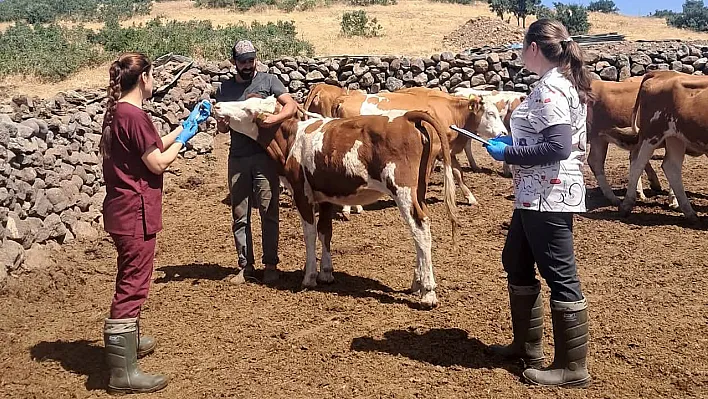 Elazığ'da büyükbaşlara aşı seferberliği