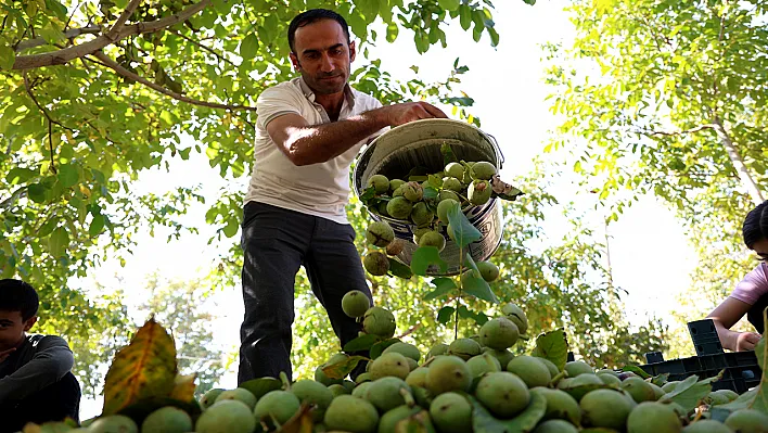 Elazığ'da ceviz hasadı başladı