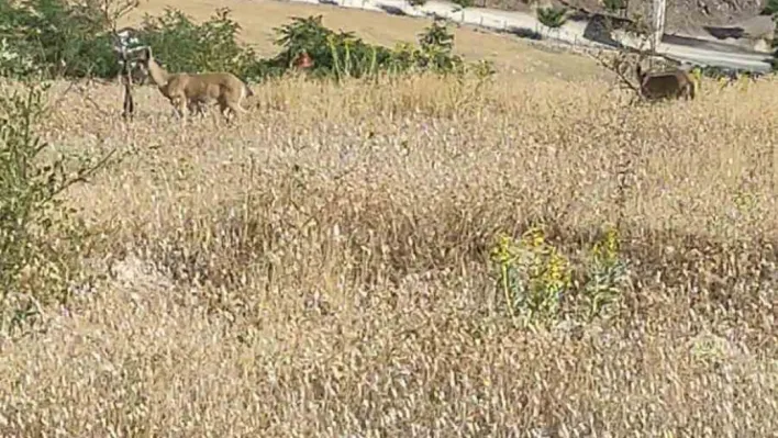 Elazığ'da dağ keçileri görüntülendi