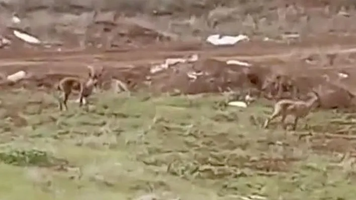 Elazığ'da dağ keçileri görüldü