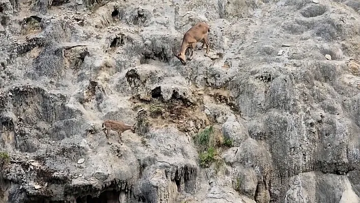 Elazığ'da dağ keçileri görüntülendi