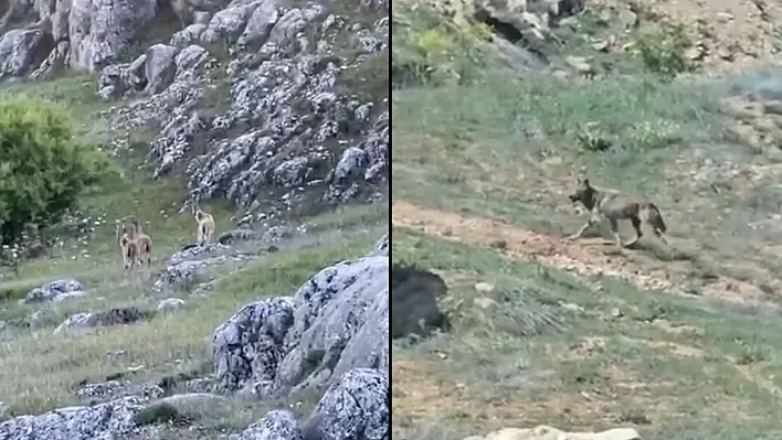 Elazığ'da dağ keçileri ve kurt görüntülendi