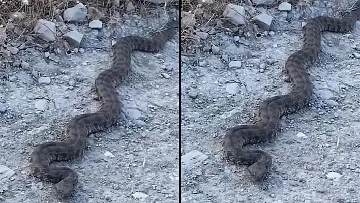 Elazığ'da dev yılan korkuttu