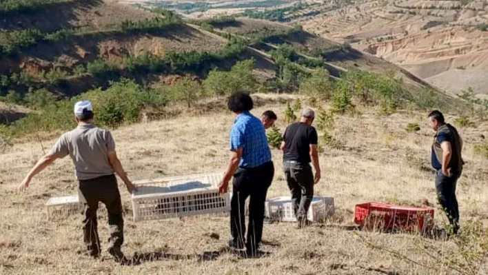 Elazığ'da doğaya keklik salındı