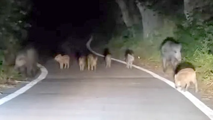 Elazığ'da domuz sürüsü yola indi