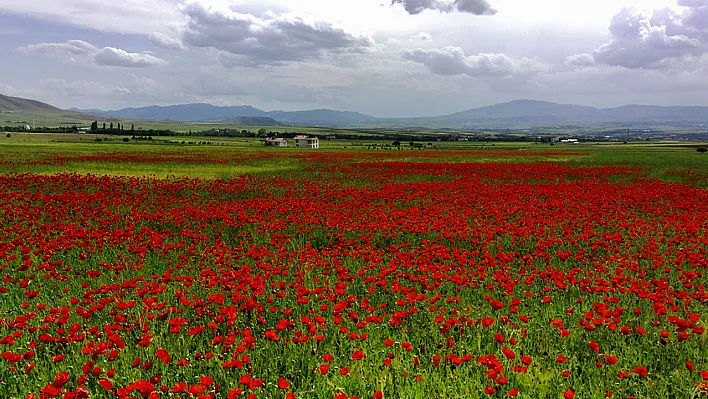 Elazığ'da gelincik şöleni