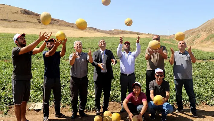 Elazığ'da kavun rekoltesinde önemli artış