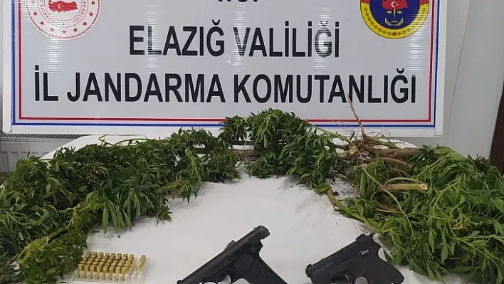 Elazığ'da kenevir eken şüpheli yakalandı