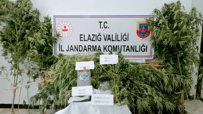 Elazığ'da kenevir operasyonu