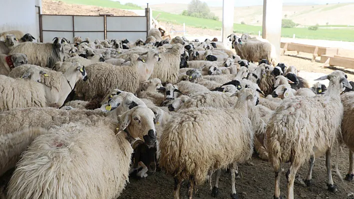 Elazığ'da küçükbaşa 42 milyonluk destek