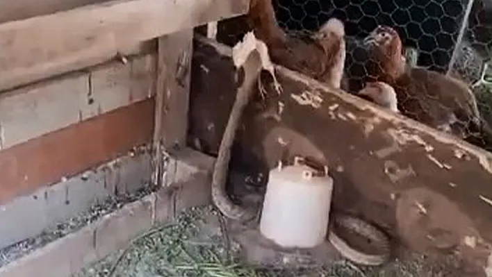 Elazığ'da kümese giren yılan civcivi yuttu