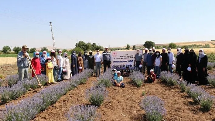 Lavanta hasadı gerçekleşti