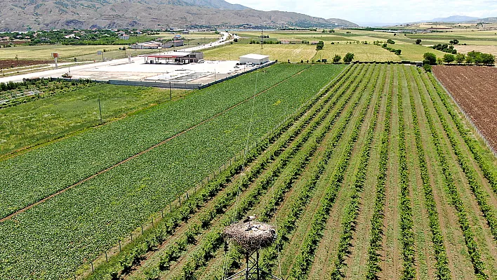 Elazığ'da 'leylekli köy' dikkat çekiyor