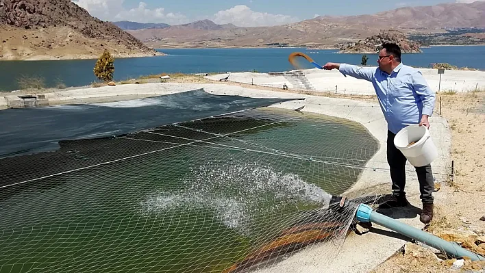 Elazığ'da milyonlarca balık üretiliyor