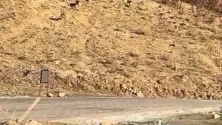 Elazığ'da dağ keçileri görüldü