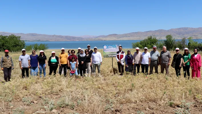 Elazığ'da nohut hasadı başladı