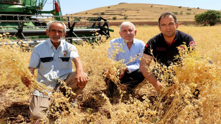 Elazığ'da nohut hasadı