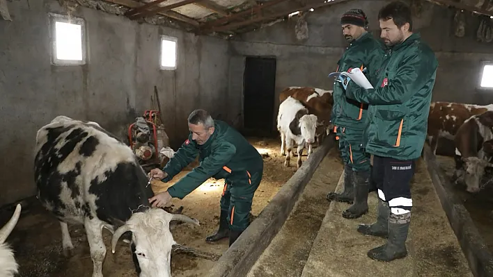 Elazığ'da şap alarmı!