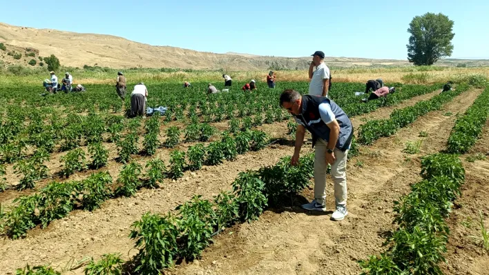 Elazığ'da sebze hasadı