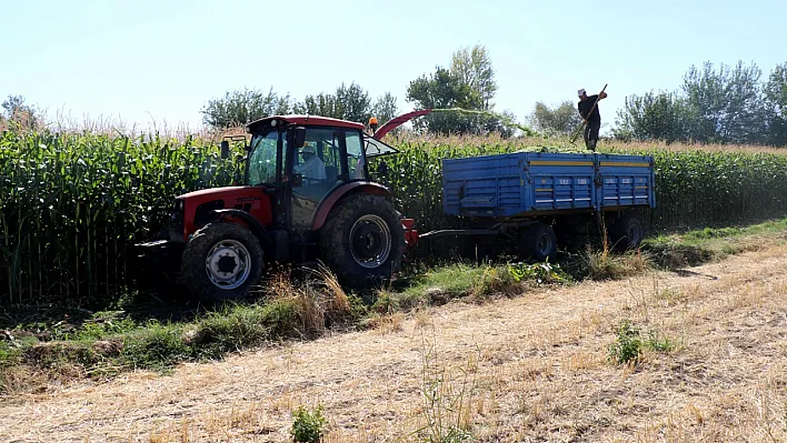 Elazığ'da 'silajlık mısır' hasadı