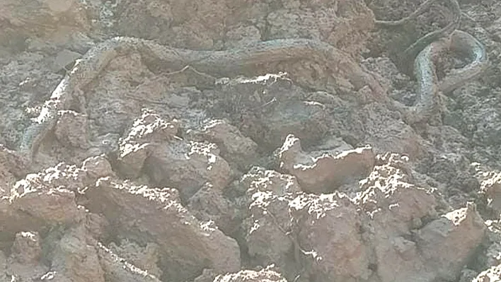 Elazığ'da şok eden olay!