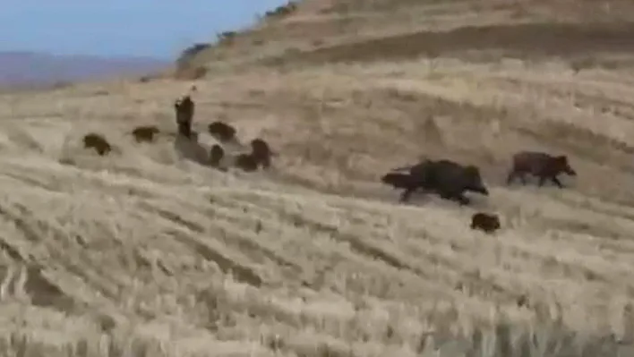 Elazığ'da yaban domuzları görüntülendi