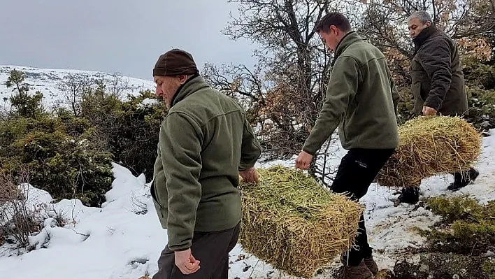 Elazığ'da yaban hayvanlarına yem desteği