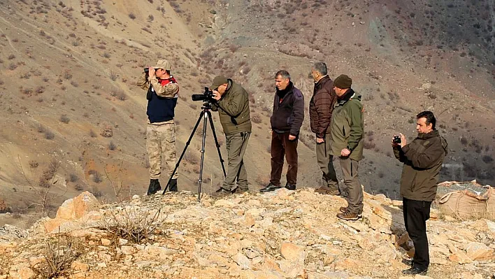 Elazığ'da yaban keçisi envanter çalışması