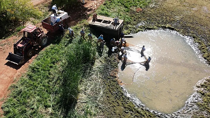 Elazığ'dan Doğu ve Güneydoğu Anadolu'ya sazan yavrusu takviyesi