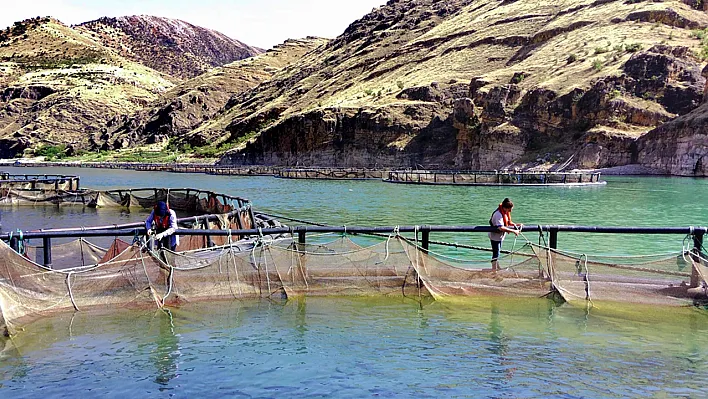 Elazığlı kadınlar ekmeğini Fırat Nehri'nden kazanıyor