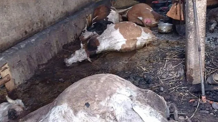 Elektrik kontağından yangın çıktı,  12 hayvan telef oldu