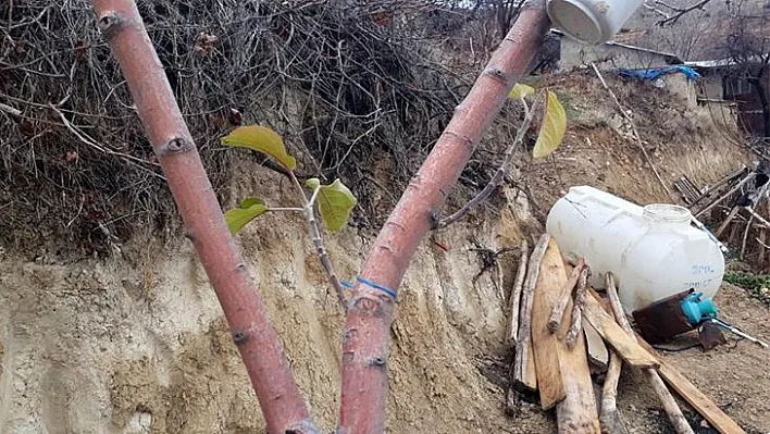 Elma ağacı mevsimleri şaşırdı, kış ayında yaprak açtı