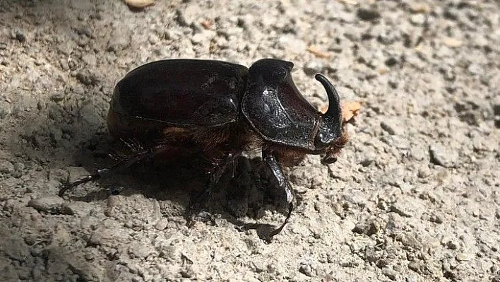 En güçlü böcek Elazığ'da görüntülendi!