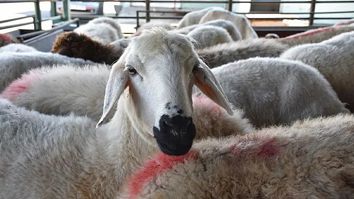 Et ve Süt Kurumundan 'kurban' açıklaması