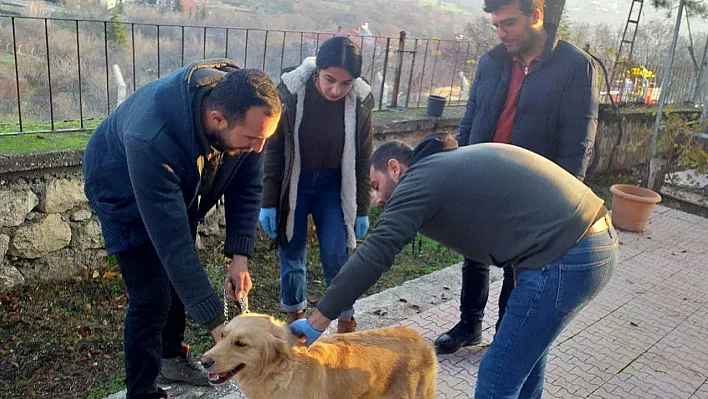 Evcil hayvanlara çip uygulaması devam ediyor