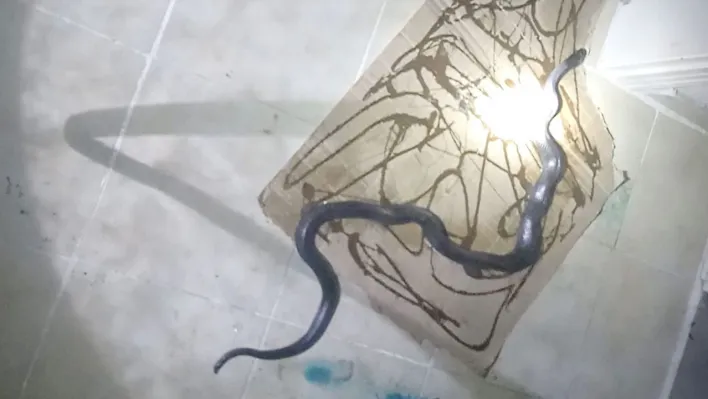 Eve girmeye çalışan yılan tuzakta yakalandı