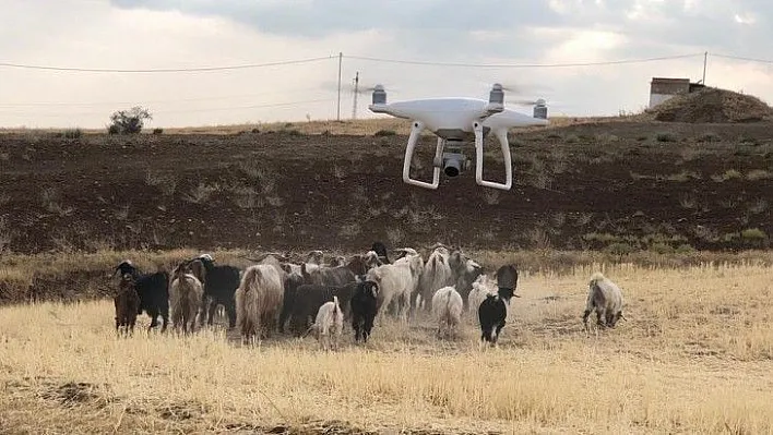 Firar eden hayvanlar drone ile bulundu