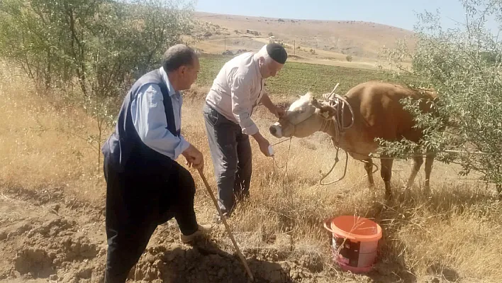 Firari inek, 22 gün sonra ortaya çıktı