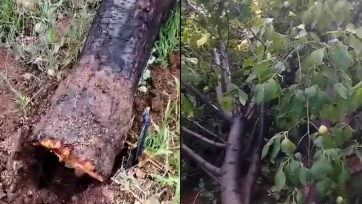 Fırtına ağaçlara zarar verdi