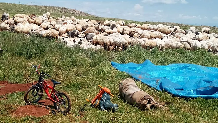 Fırtına ve yağmur koyunları telef etti