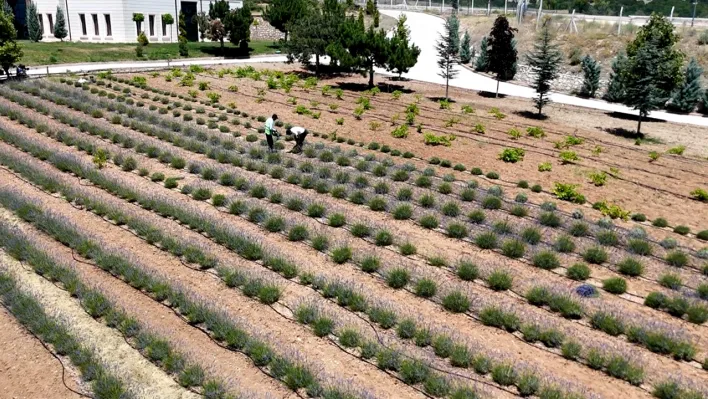 Gençlerden lavanta yatırımı