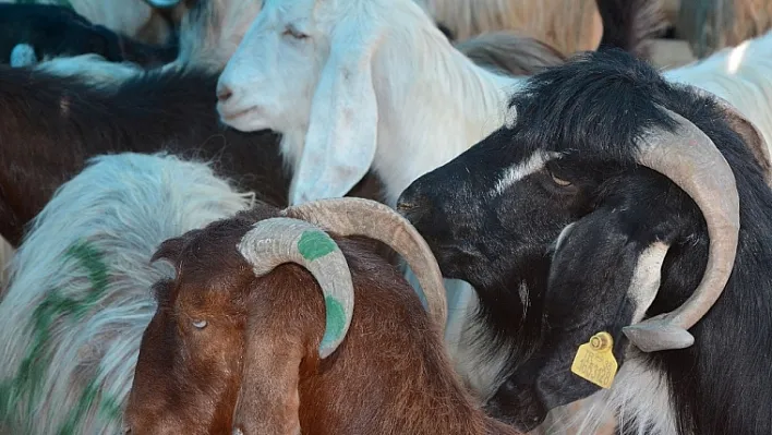 Kurban satış ve kesim yerleri açıklandı