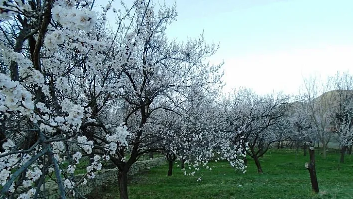 Kayısı ağaçları erken çiçek açtı