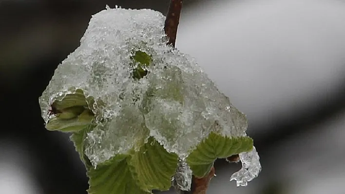 Meteoroloji'den zirai don uyarısı