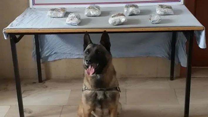 Narkotik köpeği trendeki esrarı buldu