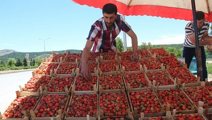 Gezin çileği tezgahlarda yerini aldı