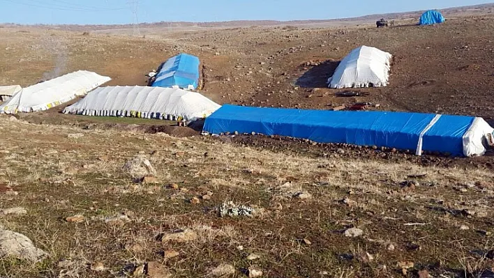 Bakın hayvan barınağından neler çıktı